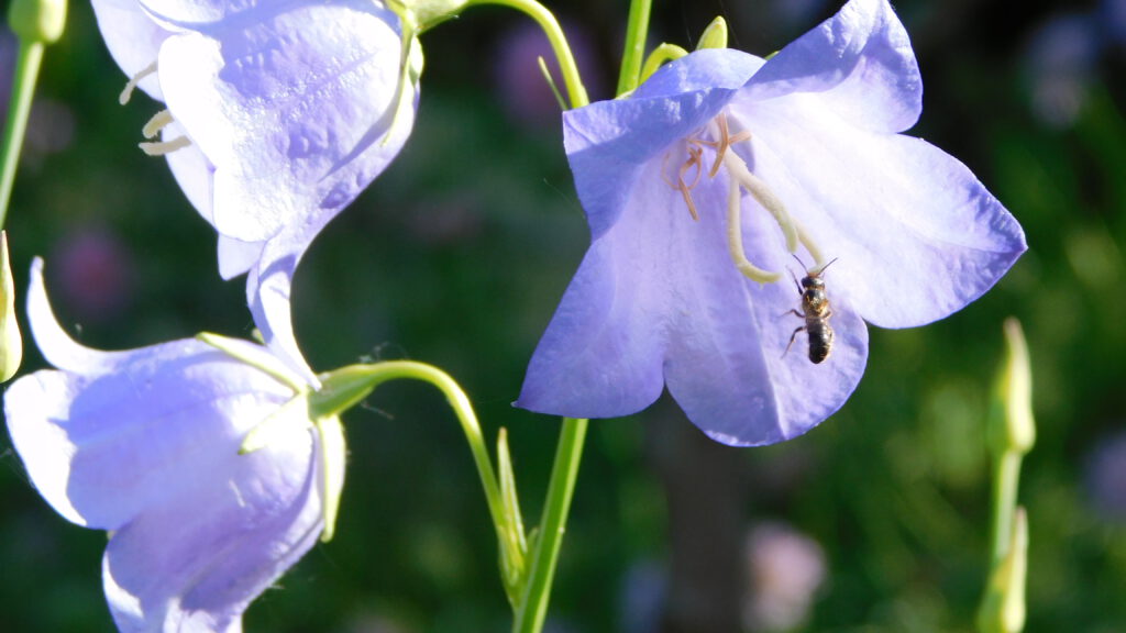 Warum jeder Garten (mindestens) eine Glockenblume haben sollte